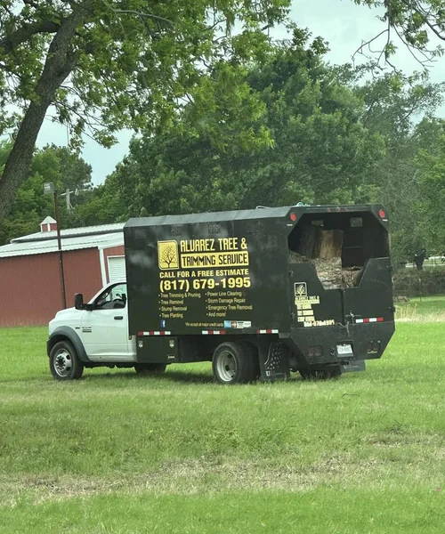 Tree Removal in Pantego 